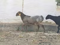 मेढ़ा, भेड़ — फ़ोटो 2