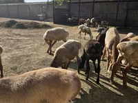 Widder, Arashan sheep — Foto 5