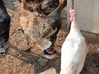 Turkeys — фото 2