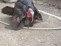 Turkeys — фото 2