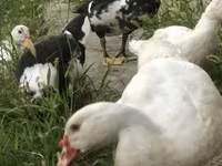 Domestic Muscovy — 2-rasm