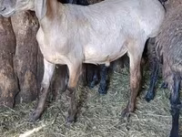 Widder, Hissar sheep — Foto 1