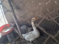 Geese — फ़ोटो 3