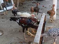 Chickens — 5-rasm