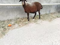 Oveja, Ovejas — foto 2