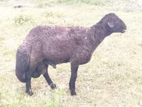 كبش, Karakul sheep — الصورة 1