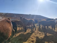 Pferde (Partie, Geschlecht nicht angegeben), Horse breed — Foto 2