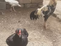 Chickens — الصورة 1