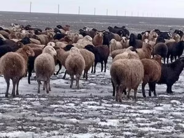 Баран, Вівці