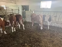 Buqa, Simmental cattle — 5-rasm
