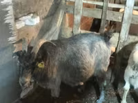 Goat, Goats — photo 2
