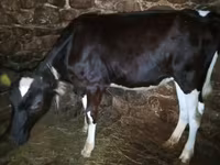 Vaca, Raza Holstein — foto 2