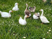 Geese — photo 3