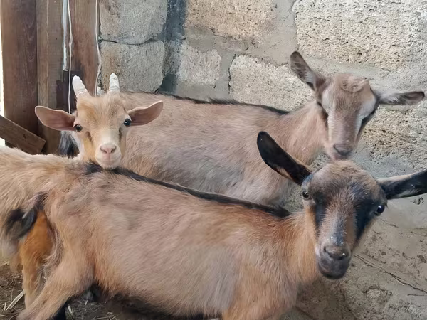 Ziege, Alpine goat