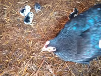 Japanisches Bantam — Foto 2