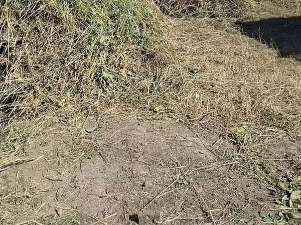 Хадсан өвс