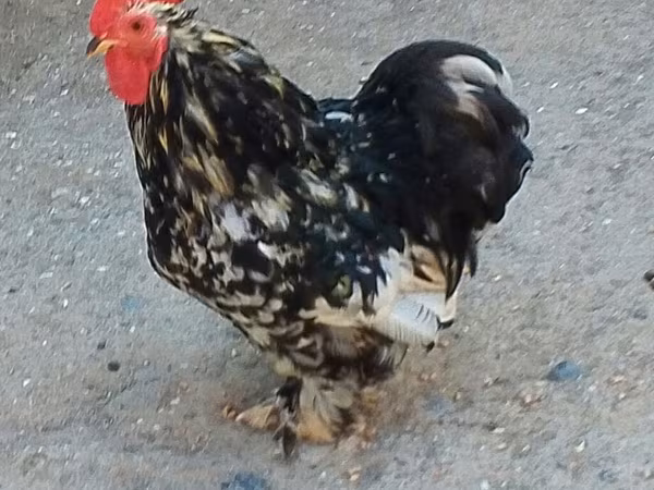 Chickens