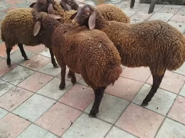 Ram, Sheep