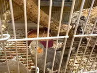 Qefes qarisiq korella altinda 5 yumurtasi var tecili pul ehtiyacdi — الصورة 2