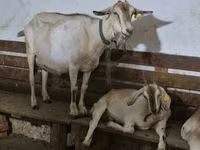 Dişi keçi, Nubian Goat — foto 3