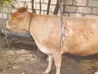 Kuh, Simmental cattle — Foto 2