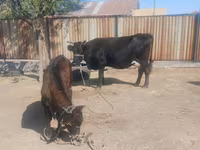 Kuh, Latvian Blue cattle — Foto 3