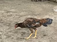 Chickens — 3-rasm