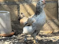अमेराउकाना — फ़ोटो 7
