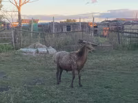 Ram, Arashan sheep — photo 2