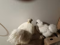 Sedosa — foto 3