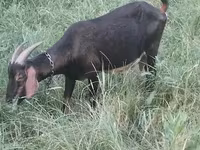 Ешкі, Nubian Goat — 2-сурет
