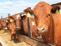 Sigir, Swiss cattle — 7-rasm