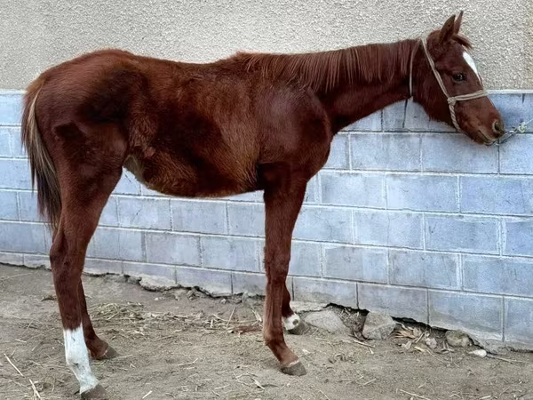 Pferde (Partie, Geschlecht nicht angegeben), National Show Horse — Kasachstan