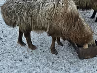 Widder, Hissar sheep — Foto 1