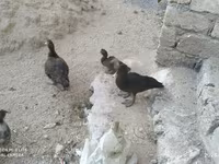 Ducks — foto 4