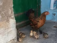 Japanisches Bantam — Foto 5