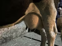 Kuh, Russian Black pied cattle — Foto 6