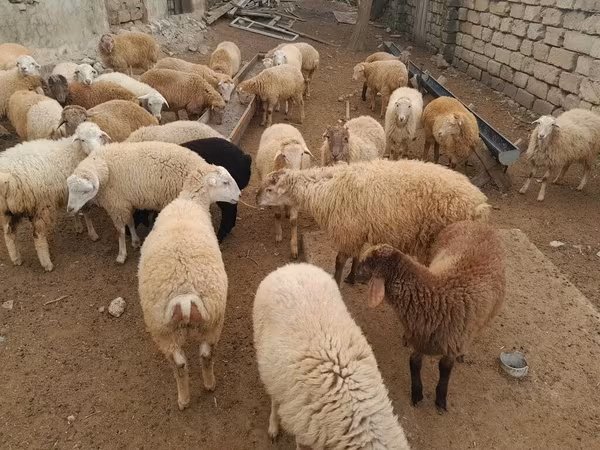 Ram, Sheep