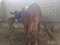 母牛, Red Estonian cattle — 照片 2