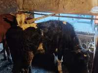 母牛, Cattle — 照片 4