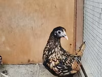 سيبرايت — الصورة 2