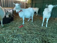 母山羊, Saanen goat — 照片 5