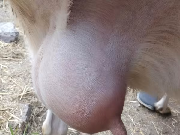 母山羊, Saanen goat