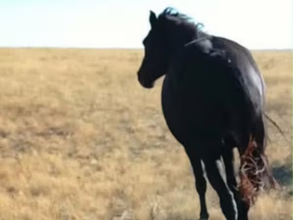 Stute, Kazakh horse
