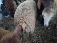 Ovejas (lote, sexo no especificado), Ovejas — foto 1