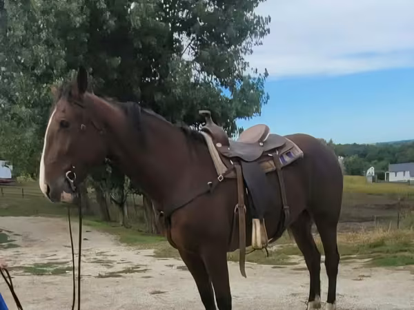 At, Quarter Horse