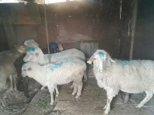 Widder, Merino sheep