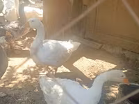 Geese — Foto 3