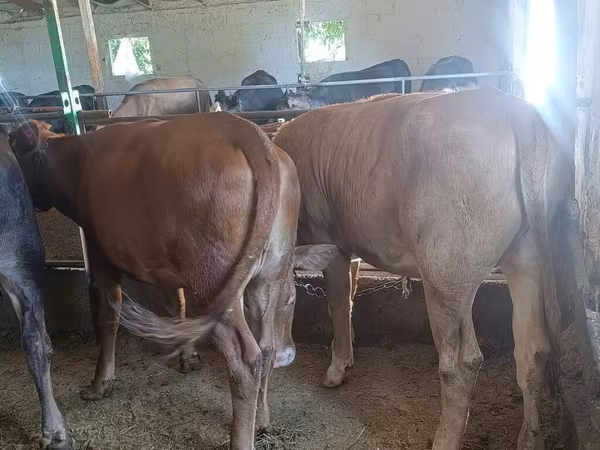 Alatau plemeno