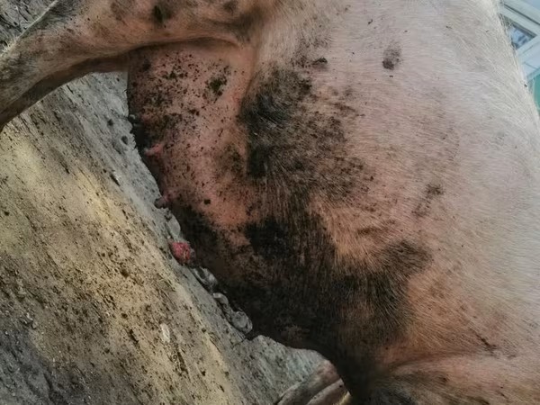 Sow, Pigs